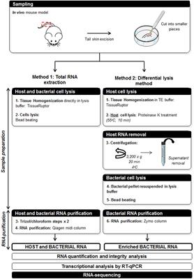 An Optimized Method for Extracting Bacterial RNA from Mouse Skin Tissue Colonized by Mycobacterium ulcerans
